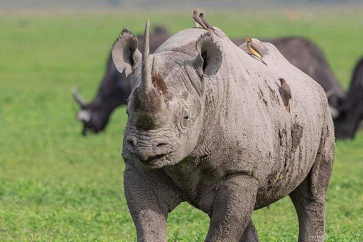 3-daagse Serengeti en Ngorongoro Tour