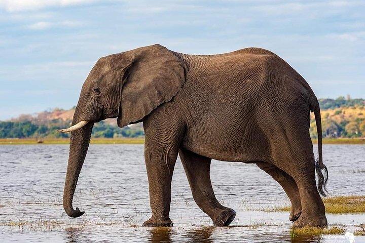 セレンゲティとンゴロンゴロ3日間ツアー