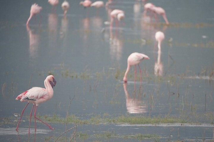 セレンゲティとンゴロンゴロ3日間ツアー