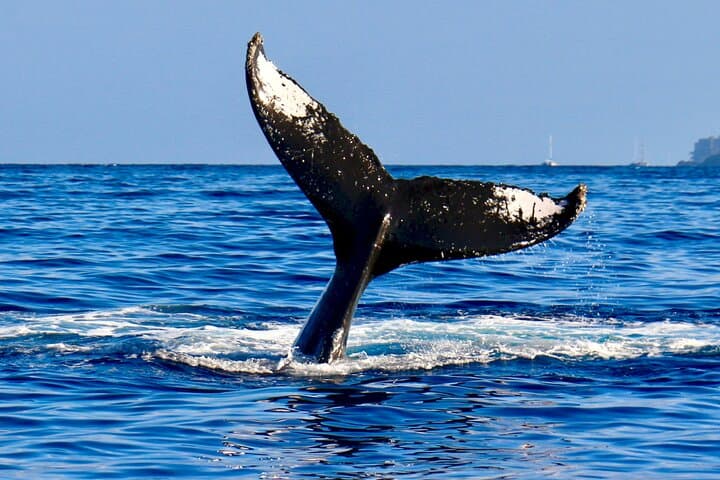Whale watching tour from Cape Town