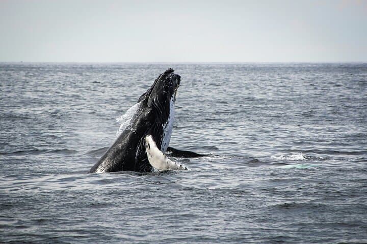 Whale watching tour from Cape Town