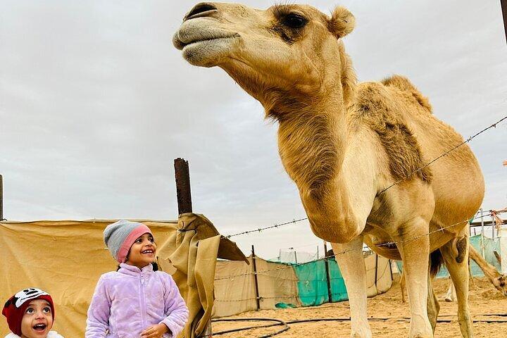 Abu Dhabi: Private Camel Trekking Experience