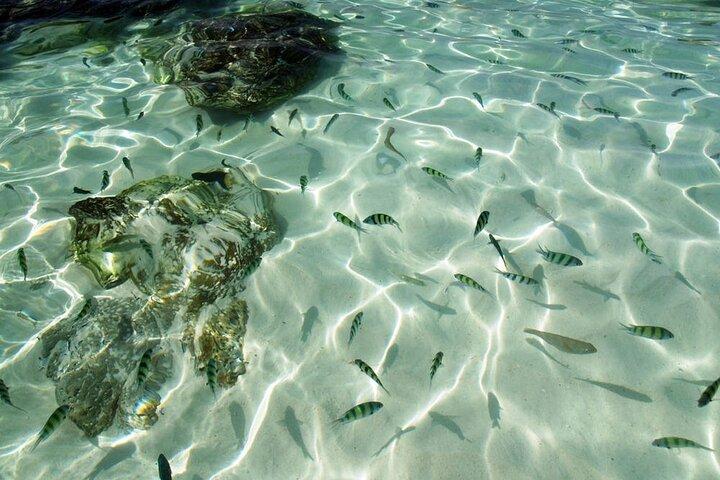 プーケット：スピードボートで行く半日カーイ諸島