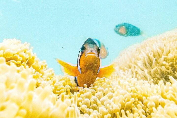 Nemo Clownfish Storm Snorkeling Tour a Hong Kong