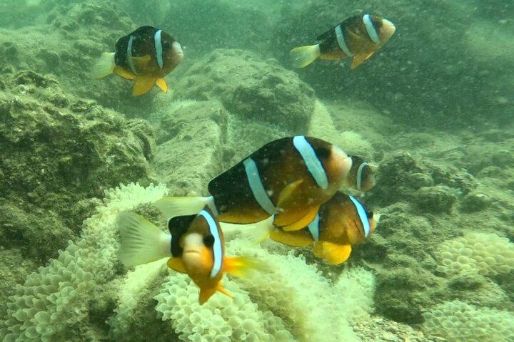 Nemo Clownfish Storm Snorkeling Tour à Hong Kong