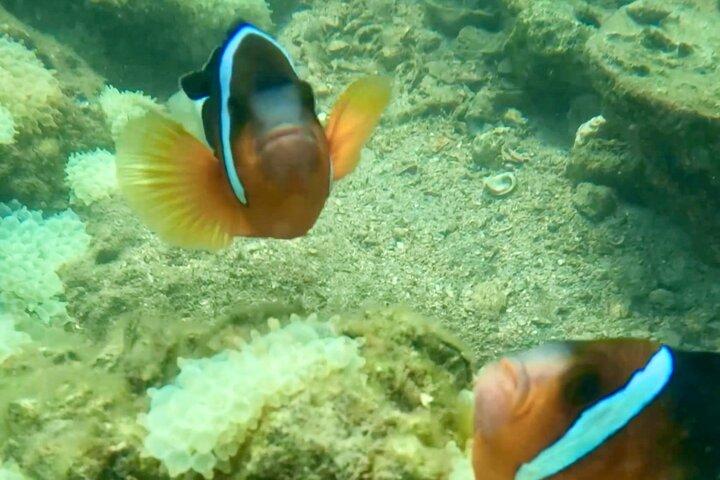 Nemo Clownfish Storm Snorkeling Tour à Hong Kong
