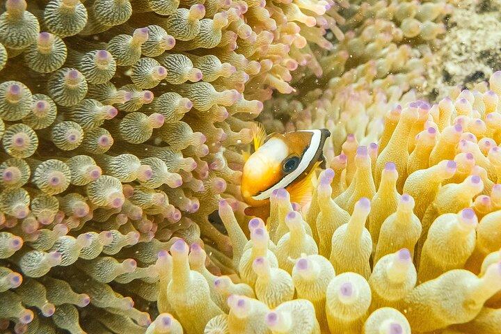 Nemo Clownfish Storm Snorkeling Tour à Hong Kong
