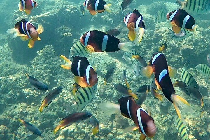 Nemo Clownfish Storm Snorkeling Tour à Hong Kong