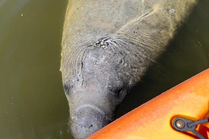 マナティー ディスカバリー アンナ マリア アイランド