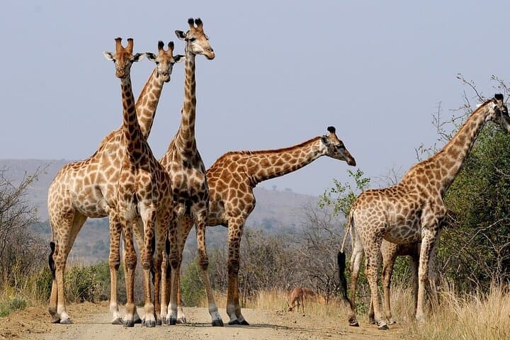 Big 5 Safari Aquila Game Reserve