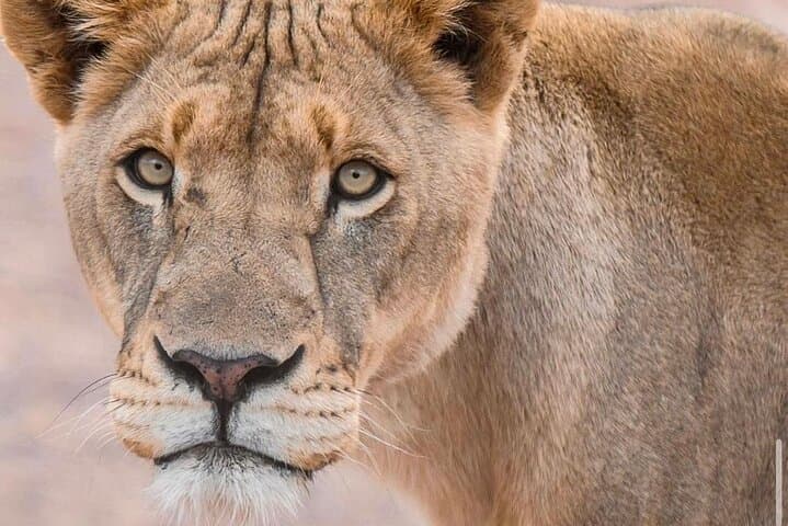 Big 5 Safari Aquila Game Reserve