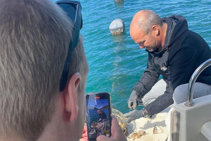 Pelješac - ドゥブロヴニクのワイン、カキ、料理体験