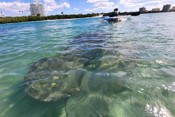 Clear Kayak Eco Tour i Jupiter, Florida
