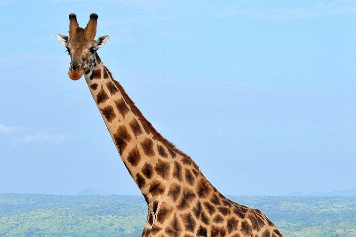 Giraffe Center Half Day Trip from Nairobi