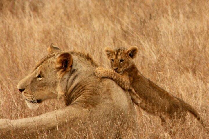 Safari en petit groupe Maasai Mara de 3 jours en jeep 4 x 4 Land Cruiser