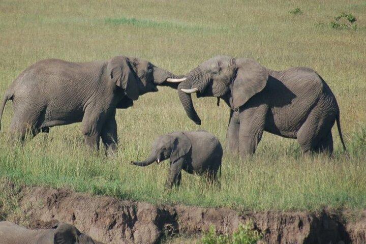 Safari en petit groupe Maasai Mara de 3 jours en jeep 4 x 4 Land Cruiser