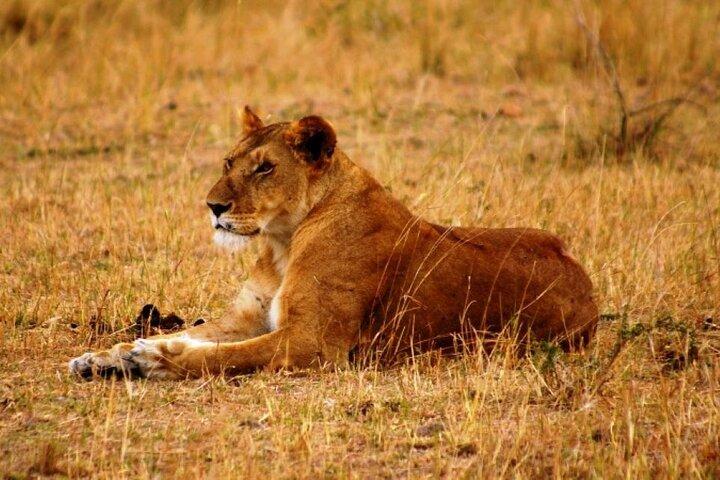 Safari en petit groupe Maasai Mara de 3 jours en jeep 4 x 4 Land Cruiser
