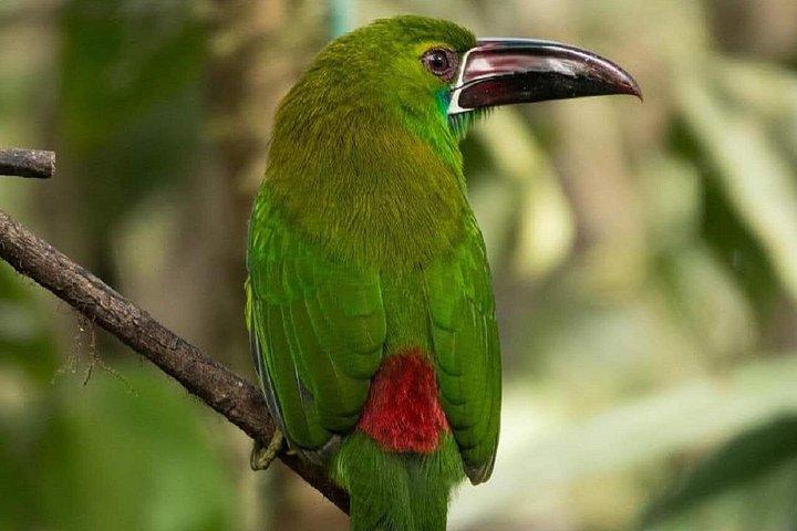 MINDO CLOUD FOREST - Nature & Birds - Personalized Experience