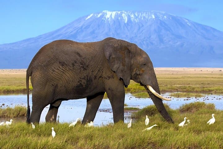 5 Days Kenya Mid Range Safari to Tsavo East ,West and Amboseli
