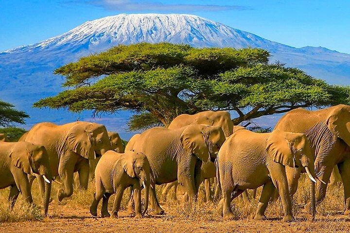 3-tägige Amboseli Nationalpark Camping Safari Tour