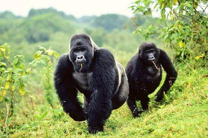 Trekking in gorilla di 3 giorni nel parco Kahuzi Biega e nel lago Kivu