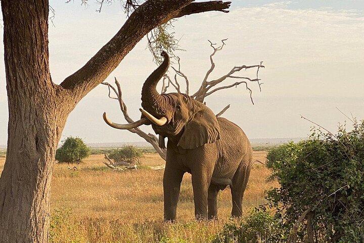 Dagtour naar Amboseli Nationaal Park