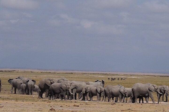 Dagtour naar Amboseli Nationaal Park