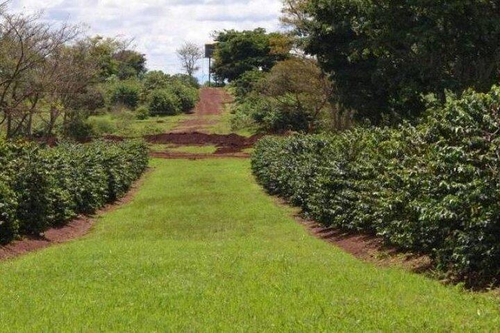 Tour zur Fairview Coffee Farm
