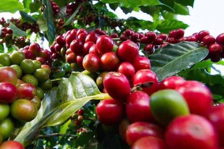 Tour zur Fairview Coffee Farm