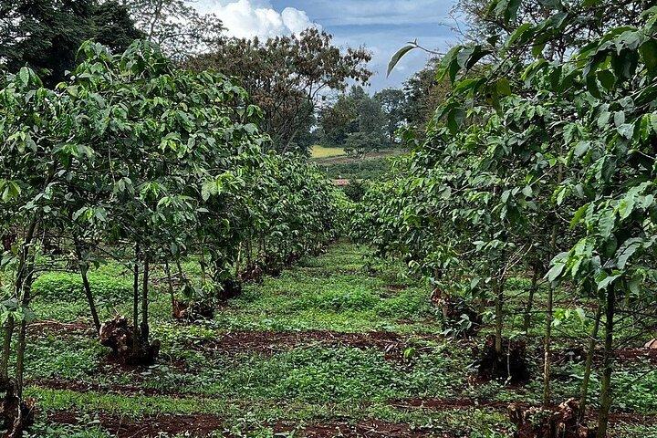 Tour zur Fairview Coffee Farm