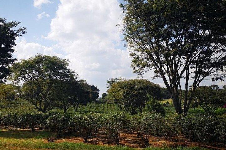 Tour zur Fairview Coffee Farm