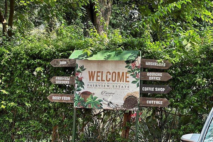 Tour zur Fairview Coffee Farm