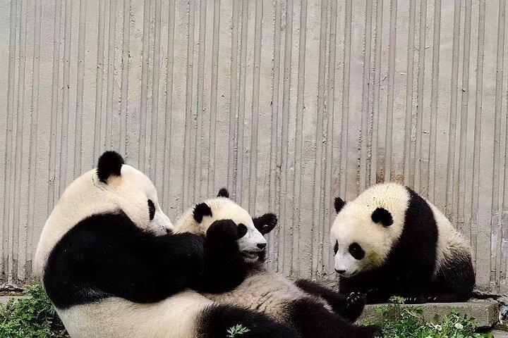 Excursion panda d'une demi-journée en petit groupe