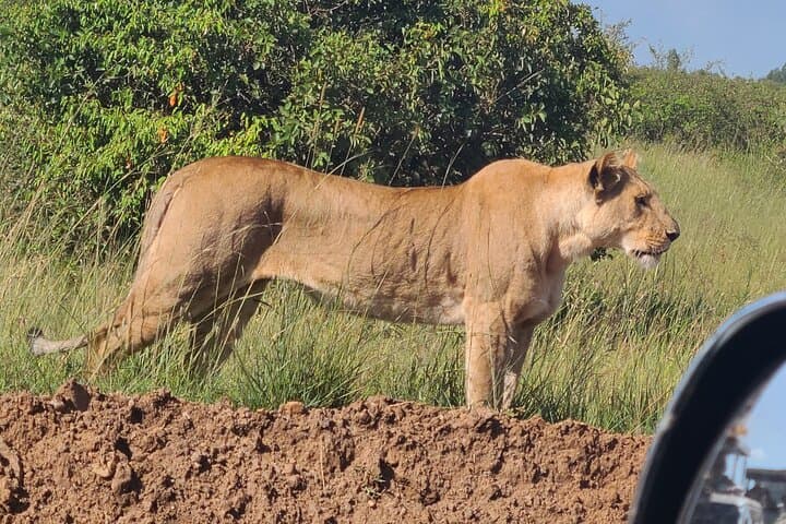Nairobi National Park Half Day Tour