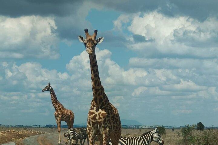 Nairobi-Nationalpark-Tour