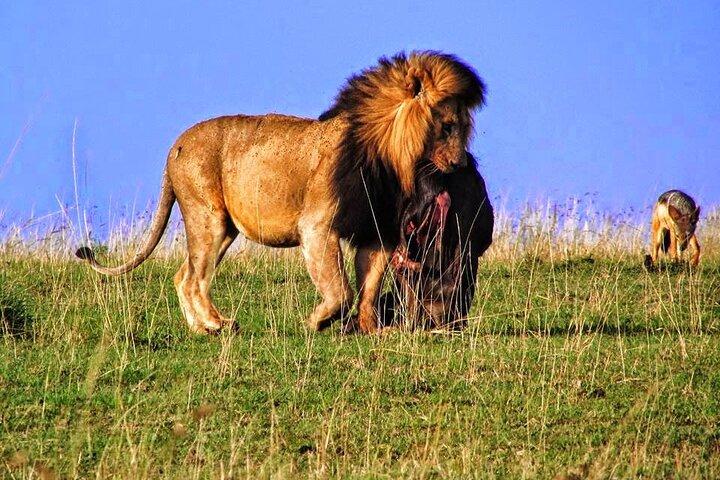 アベルダレスとサンブル国立保護区野生動物サファリ4日間