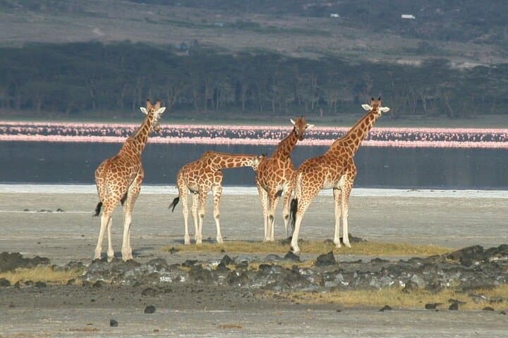 Lake Elementaita Guided Flamingoes Day Tour from Nairobi
