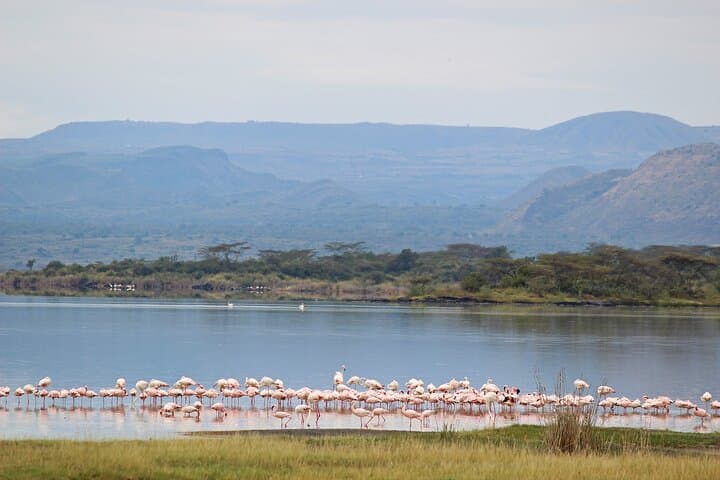 Lake Elementaita Guided Flamingoes Day Tour from Nairobi