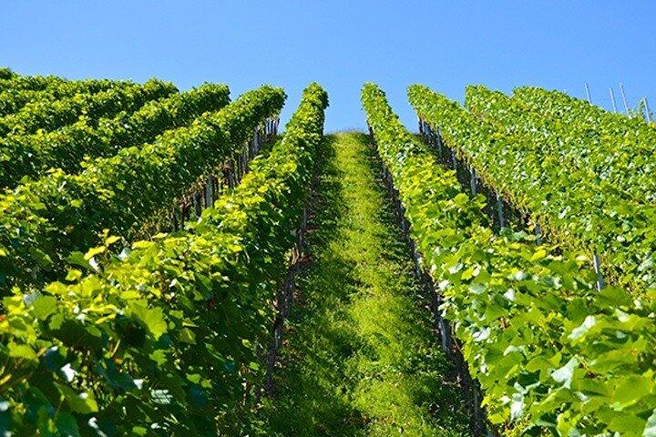 Excursion d'une journée à Stellenbosch, Franschhoek et Paarl Winelands