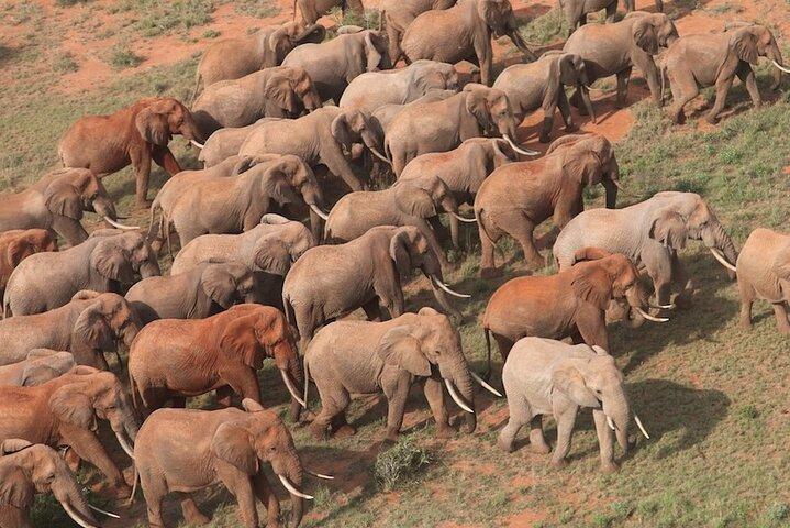 Explorez Tsavo Est et Ouest en 3 jours