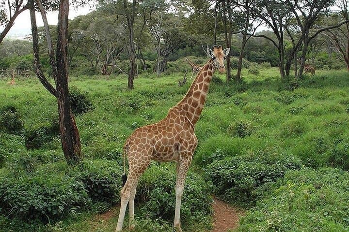 Day Trip to Giraffe Centre Karen Blixen and Lunch Carnivore