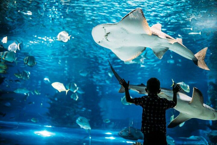 Osaka enthüllt: Eine selbstgeführte Reise durch Japans Küche