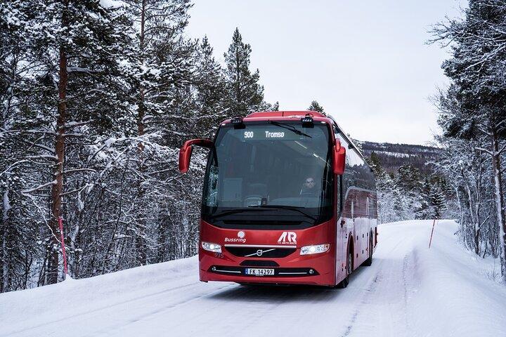 Tyst valskådning på hybrid-elektrisk båt med naturskön busstur
