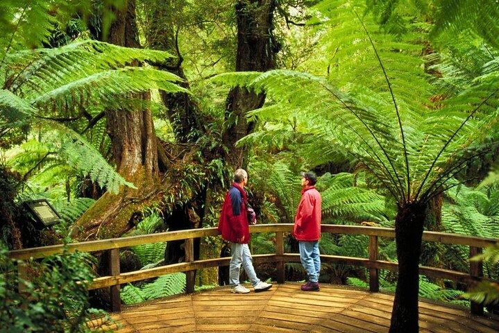 Combo 3 jours: Great Ocean Road, Penguin Parade et visite gratuite de la ville