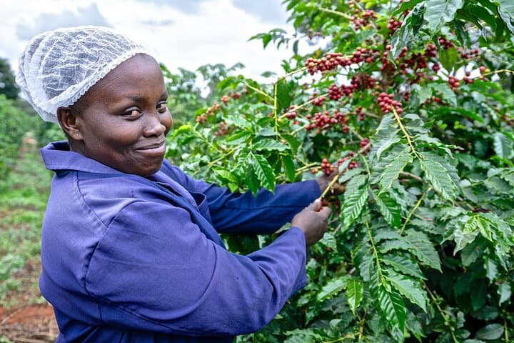Fairview Estate Coffee Farm Tour with Pick up