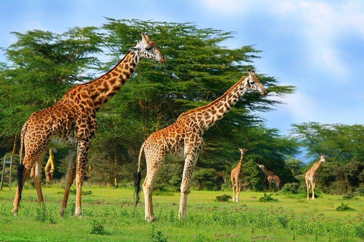 Crescent Island Walking Safari & Naivasha Bootsfahrt