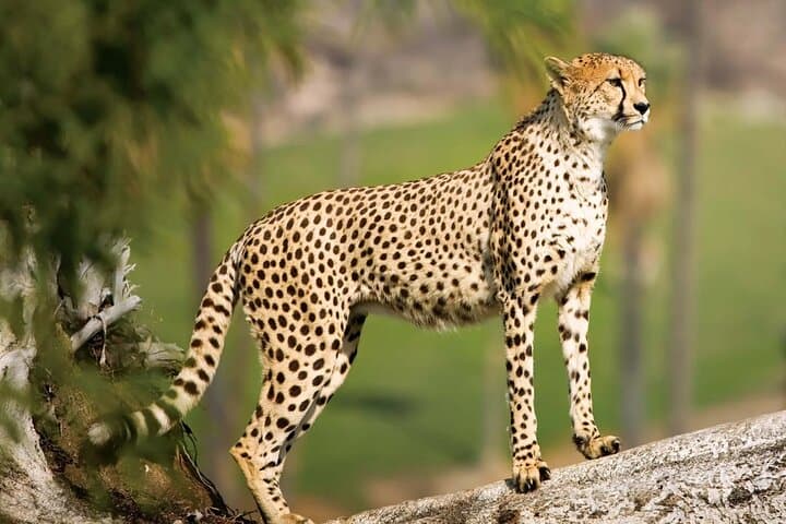 Cape Town Giraffe House, Cheetah Encounter and Wine Tasting Tour.