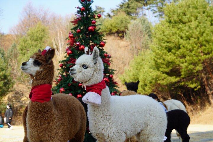 Alpaca, Nami, Eobi con Rail Bike o Fragola