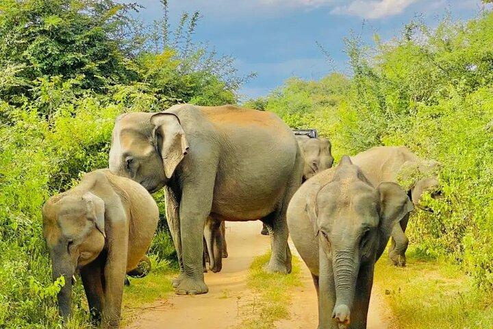 Ella, Hikkaduwa, Galle, Mirissa nach Udawalawe Safari Tagesausflug