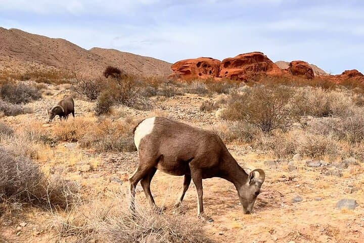 Small Group: Valley of Fire Half Day Tour from Las Vegas